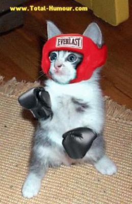 the cats shampion